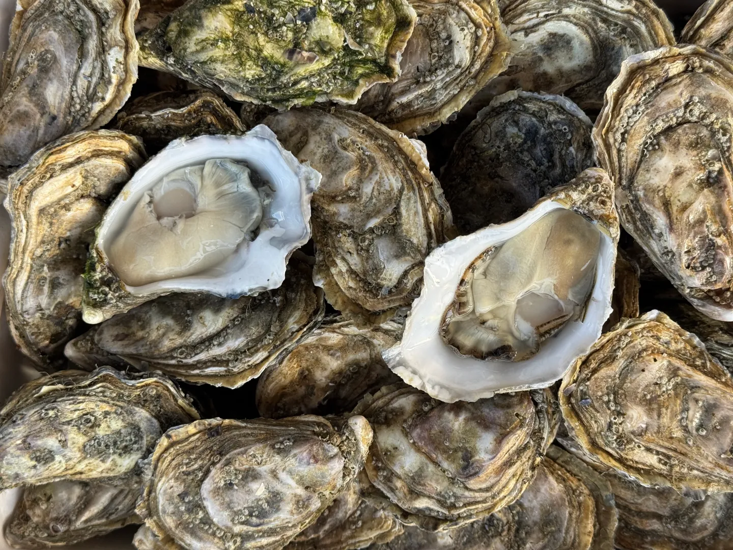 20DKK Oyster Club vender tilbage!