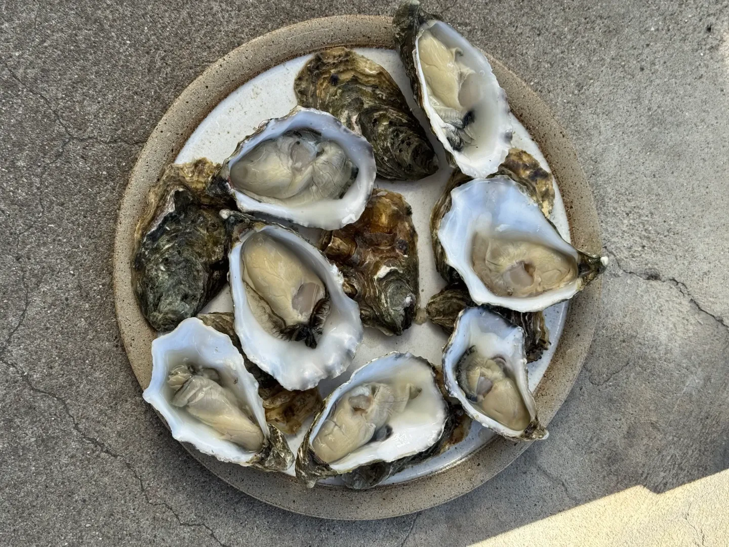 20DKK Oyster Club 